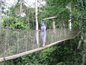 Urwald-Hängebrücke